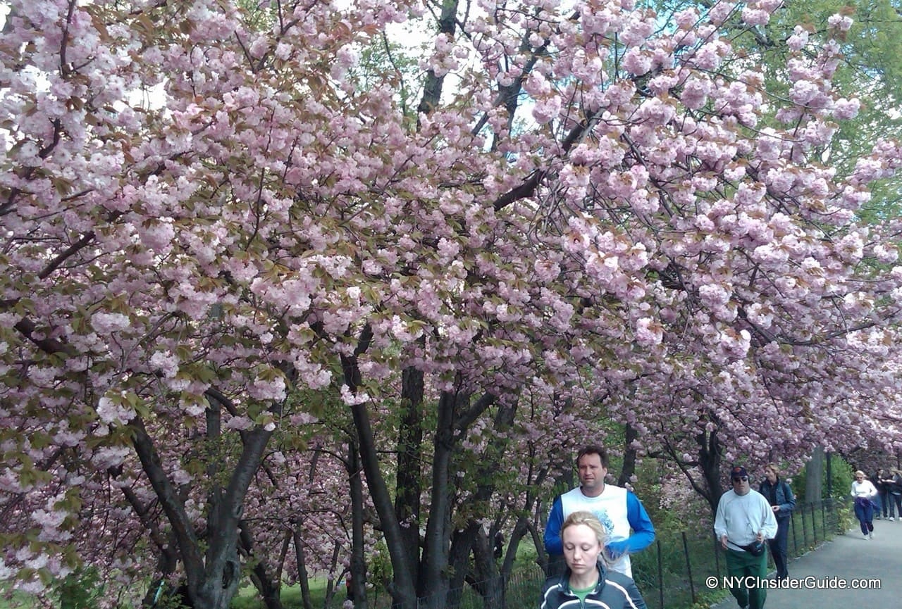 Central Park Central Park