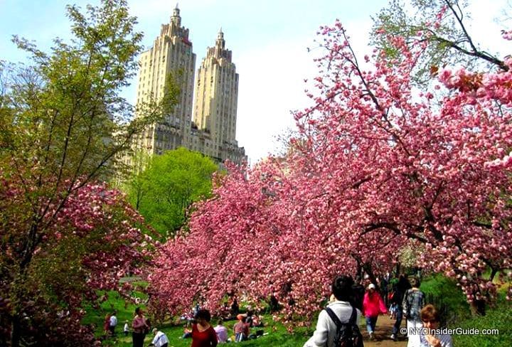 Central Park in Spring Central Park in Spring