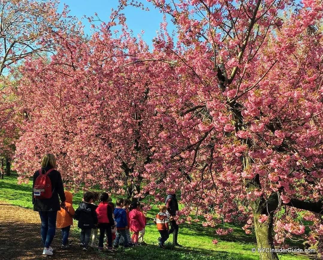 Things to do in New York in Spring